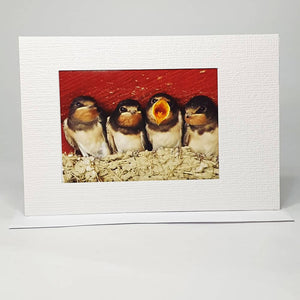 Photo Magnet Greetings Card - Swallows (Landscape)