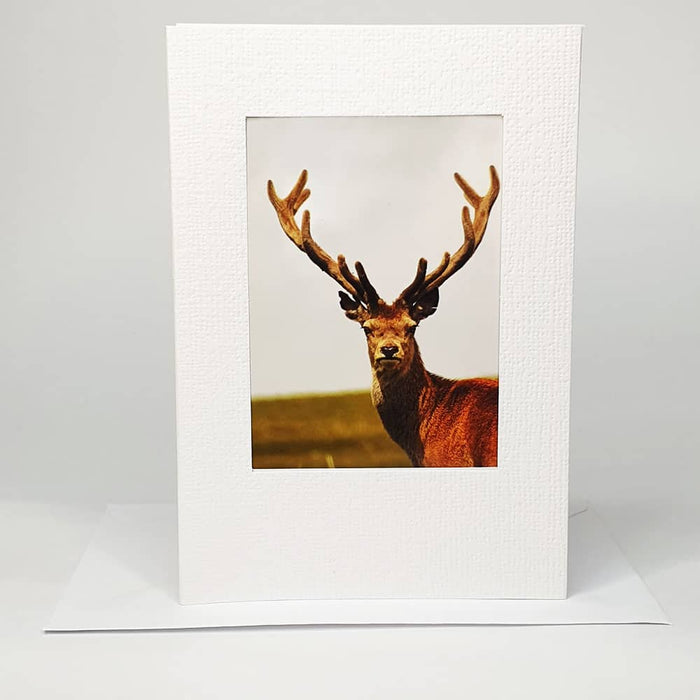 Photo Magnet Greetings Card - Stag (Portrait) (WSL)